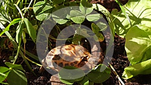 Russian tortoise in turtle enclosure  