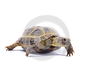 Russian Tortoise on White photo