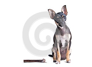 Russian toy terrier