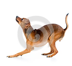 Russian toy terrier dog