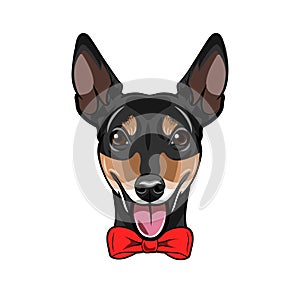 Russian Toy Terrier dog. Bow. Dog portrait. Dog head muzzle face. Vector.