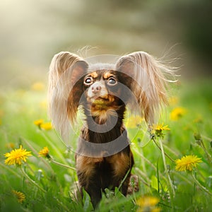Russian Toy Terrier Dog Long Haired