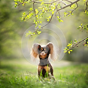 Russian Toy Terrier Dog Long Haired