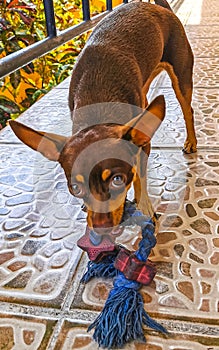 Russian toy terrier dog portrait looking playful and cute Mexico