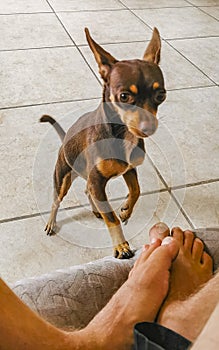 Russian toy terrier dog portrait looking playful and cute Mexico