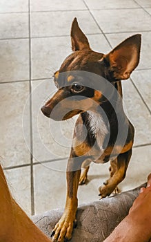 Russian toy terrier dog portrait looking playful and cute Mexico