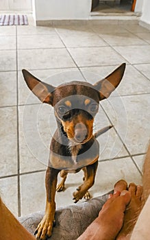 Russian toy terrier dog portrait looking playful and cute Mexico