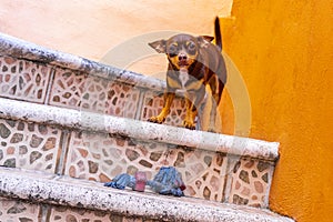 Russian toy terrier dog portrait looking playful and cute Mexico