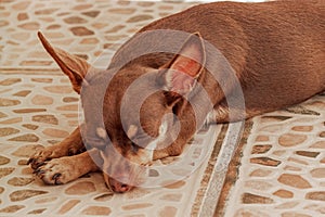 Russian toy terrier dog portrait while tired and sleeps Mexico