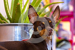 Russian toy terrier dog portrait while tired and sleepy Mexico