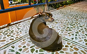 Russian toy terrier dog portrait while tired and sleepy Mexico