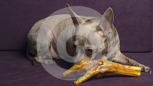 Russian toy terrier lies on a pillow with raw chicken leg. Natural delicacy dog food. The concept of hunger and theft of