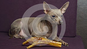 Russian toy terrier lies on a pillow with raw chicken leg. Natural delicacy dog food. The concept of hunger and theft of