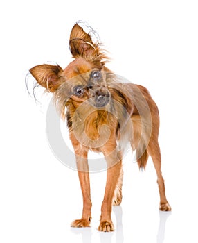 Russian toy terrier looking curiously at the camera.