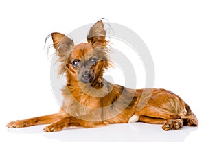 Russian toy terrier lying in profile. on white