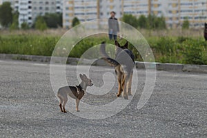 Russian toy terrier and a puppy Alsatian dog