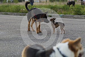 Russian toy terrier and a puppy Alsatian dog