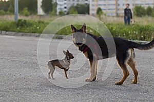 Russian toy terrier and a puppy Alsatian dog