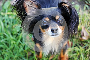 Russian toy terrier puppy dog looking