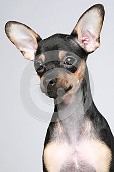 Russian toy terrier puppy portrait