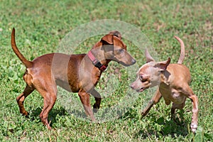 Russian toy terrier puppy and zwergpinscher puppy are playing on a green grass in the summer park. Pet animals