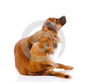 Russian toy terrier scratching. isolated on white background