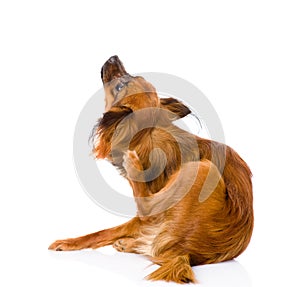 Russian toy terrier scratching. isolated on white background photo