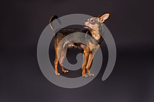 Russian toy-terrier, studio shot.