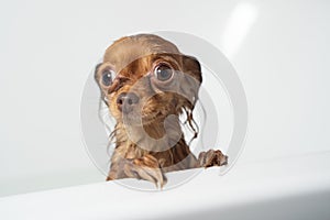 Russian toy terrier taking shower in bathroom