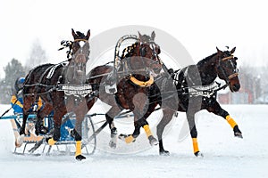 Russian troika of horses