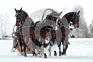 Russian troika of horses