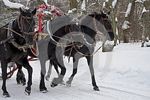 The Russian Troika of horses goes on the snow road in winter day