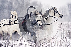 Russian troika horses running on a snowy field