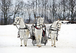 The Russian troika - three of horses in sledge