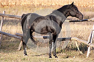 Russian trotter breed photo