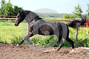 Russian trotter breed