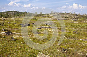 Russian tundra in summer photo