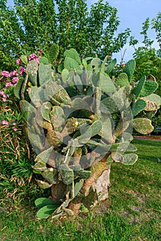 Russian vandalism and terrorism. The Russians brutally destroyed the cactus plant by scratching inscriptions on the