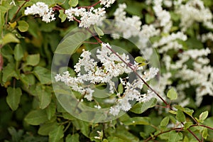 Russian vine Fallopia baldschuanica