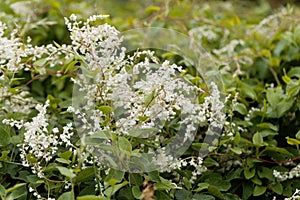 Russian vine Fallopia baldschuanica