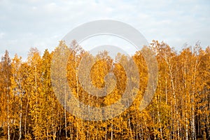 Russian white birches with yellow foliage in late autumn