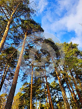 Russian winter in all its beauty. Pine forest