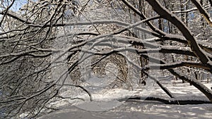 Russian winter background with tree branches in snow, selective focus