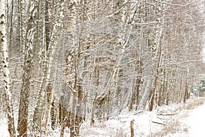 Russian winter birch forest