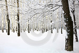 Russian winter in Birch Grove