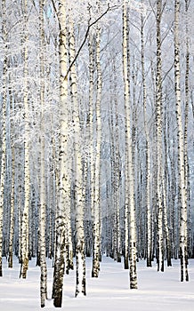 Russian winter - Birch Grove on blue sky background