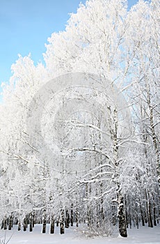 Russian winter in birch grove on blue sky background