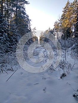 Russian winter, forest, snow, hunting, cold, landscape.