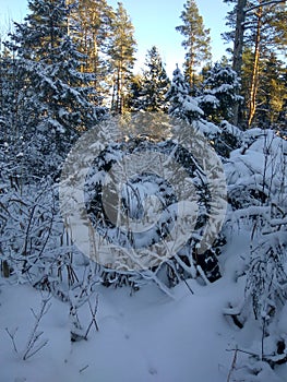 Russian winter, forest, snow, hunting, cold, landscape.