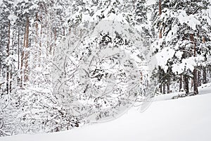 Russian winter forest in snow